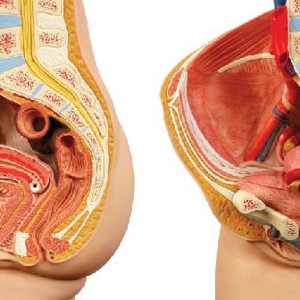 Επισκόπηση του ορθού και του πρωκτού