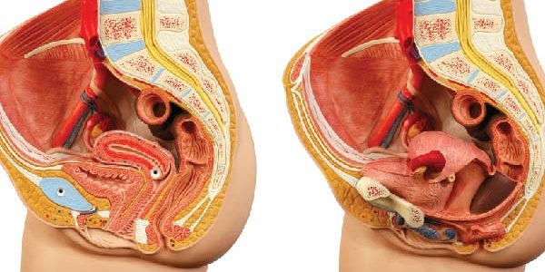 Επισκόπηση του ορθού και του πρωκτού Επισκόπηση του ορθού και του πρωκτού