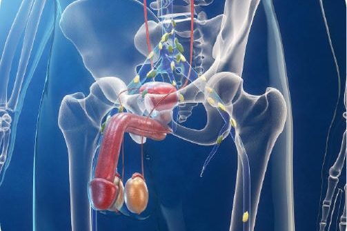 Λίπη και καρκίνος προστάτη