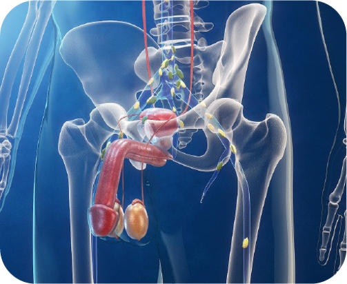 Λίπη και καρκίνος προστάτη
