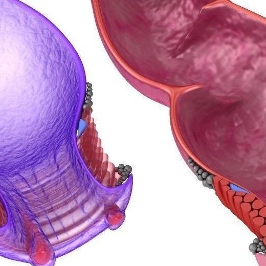 Λειτουργία του πρωκτικού σφιγκτήρα