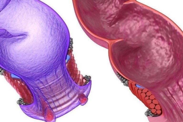 Λειτουργία του πρωκτικού σφιγκτήρα Λειτουργία του πρωκτικού σφιγκτήρα