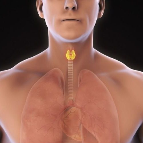 ΟΖΟΙ ΘΥΡΕΟΕΙΔΟΥΣ ΑΔΕΝΑ