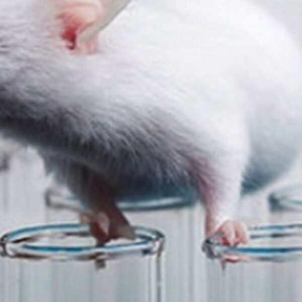 Ποντίκι: Ο καλύτερος φίλος του επιστήμονα