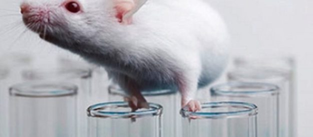 Ποντίκι: Ο καλύτερος φίλος του επιστήμονα