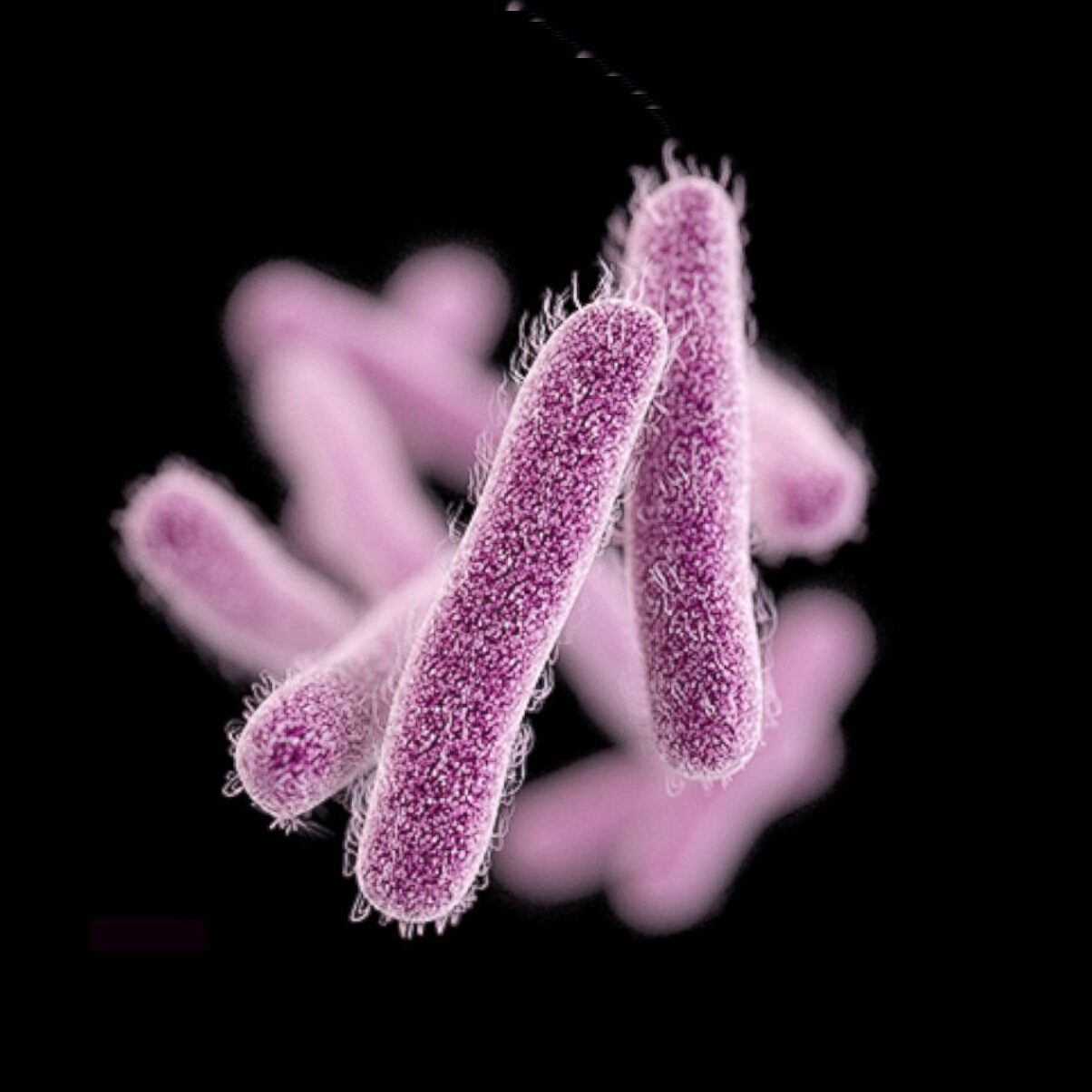 Σιγγέλλωση, συμπτώματα και θεραπεία