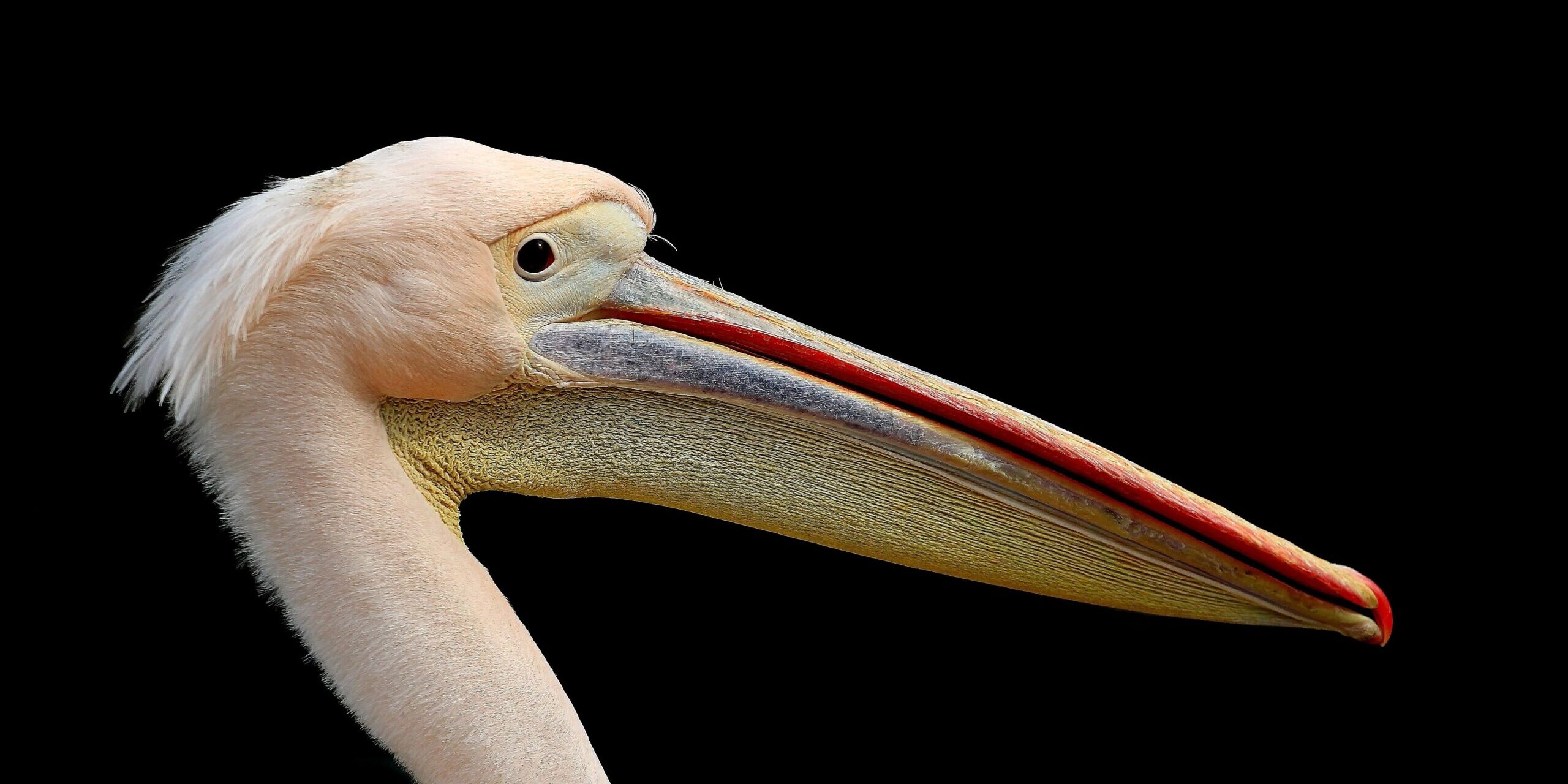Πώς θα καταλάβω ότι έχει μεγάλο πέος