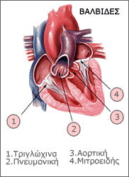 valvides kardia | Iatromedia.gr