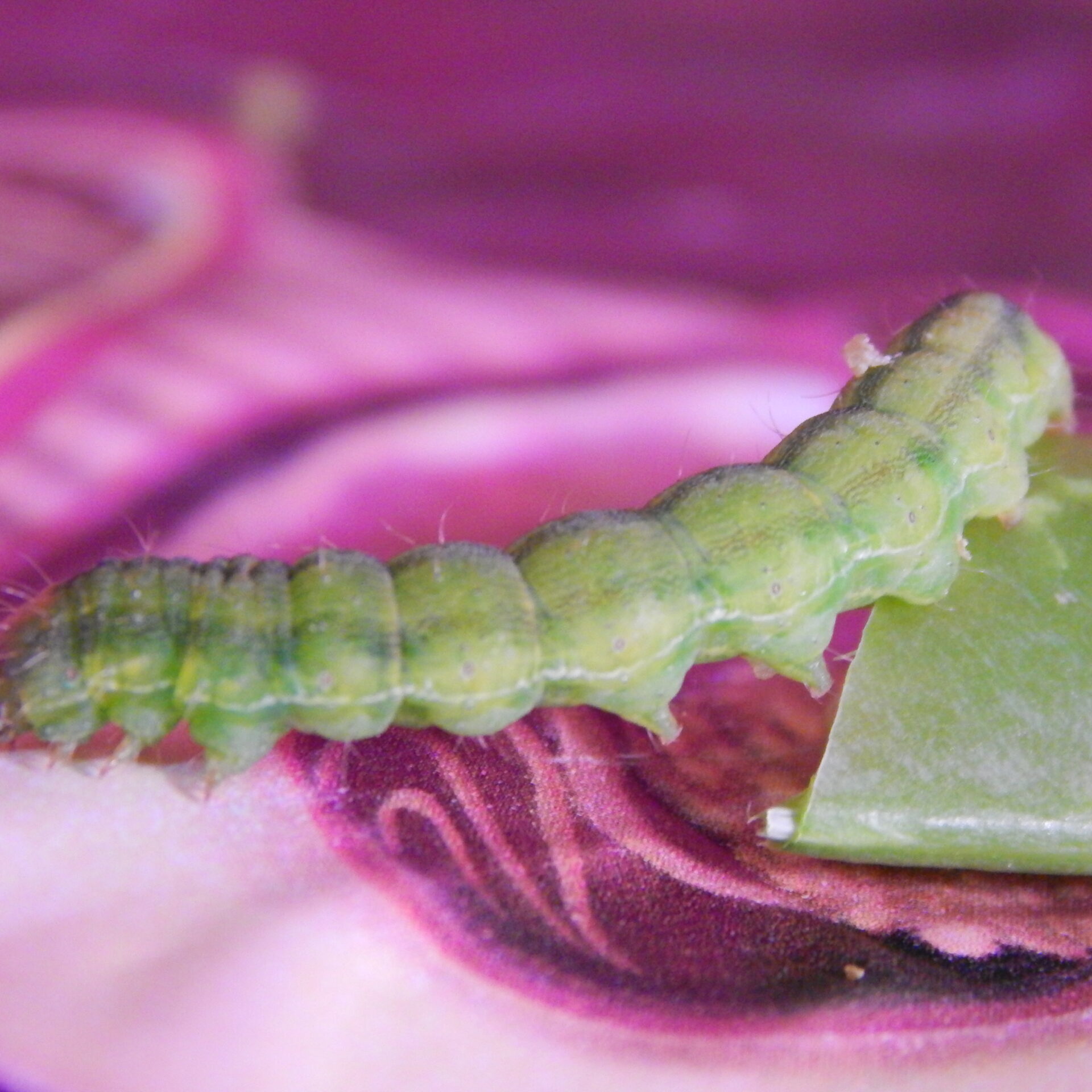 Ελικοβακτηρίδιο του Πυλωρού