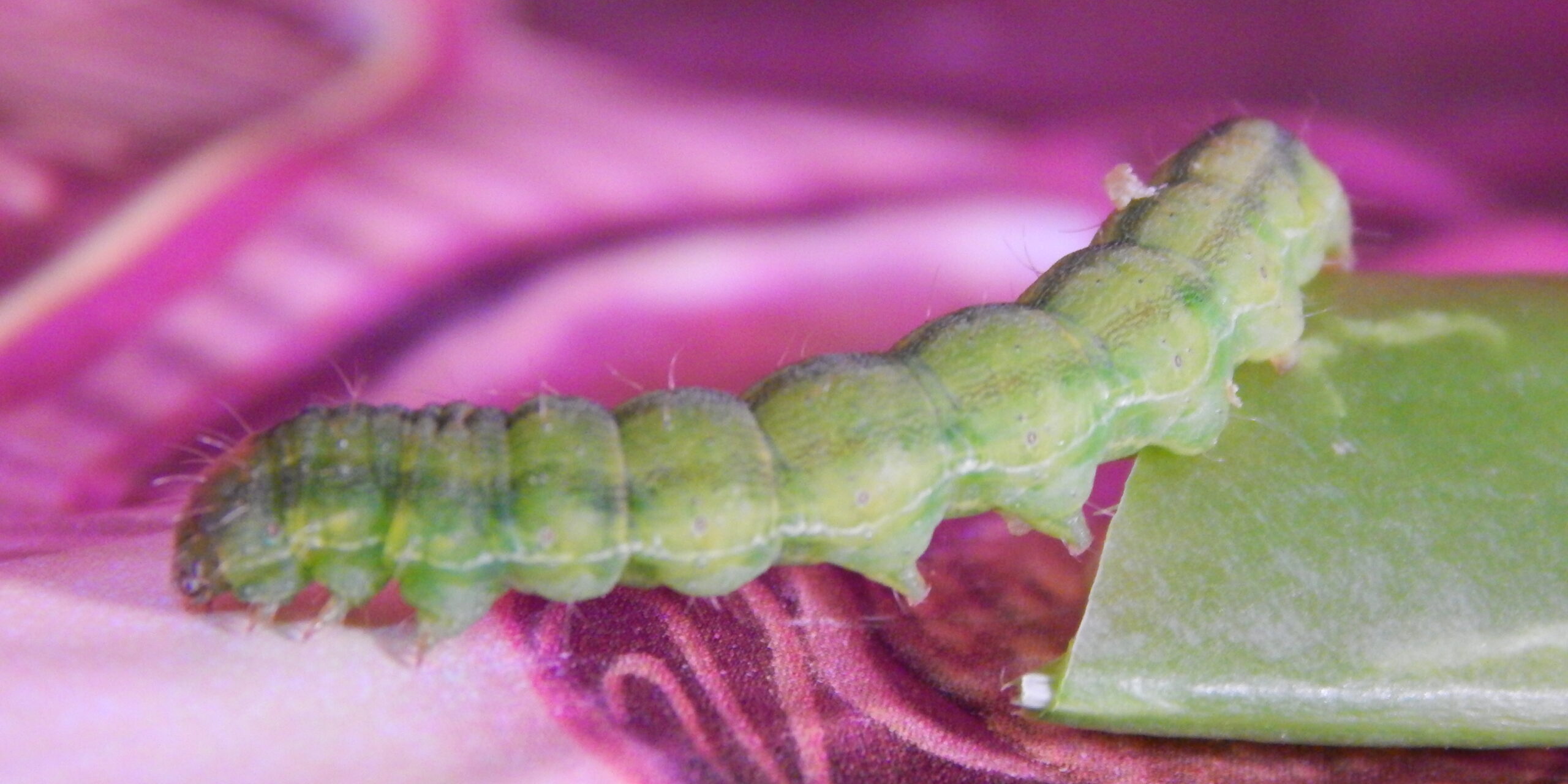 Ελικοβακτηρίδιο του Πυλωρού