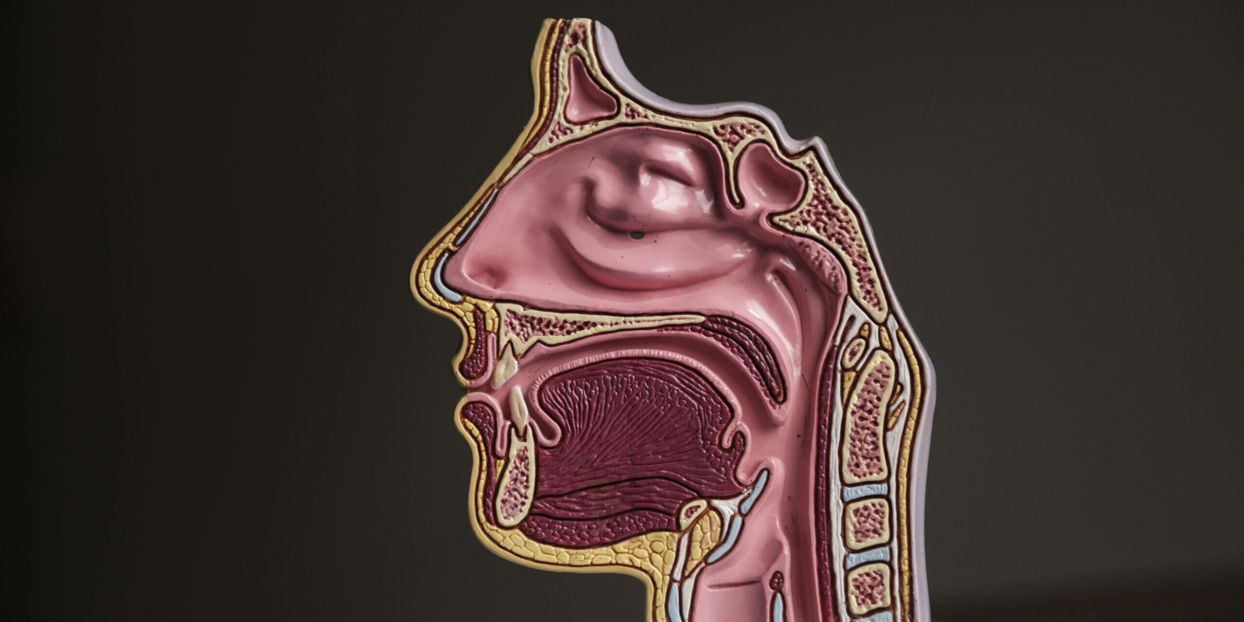 Οισοφάγος Barrett Οισοφάγος Barrett